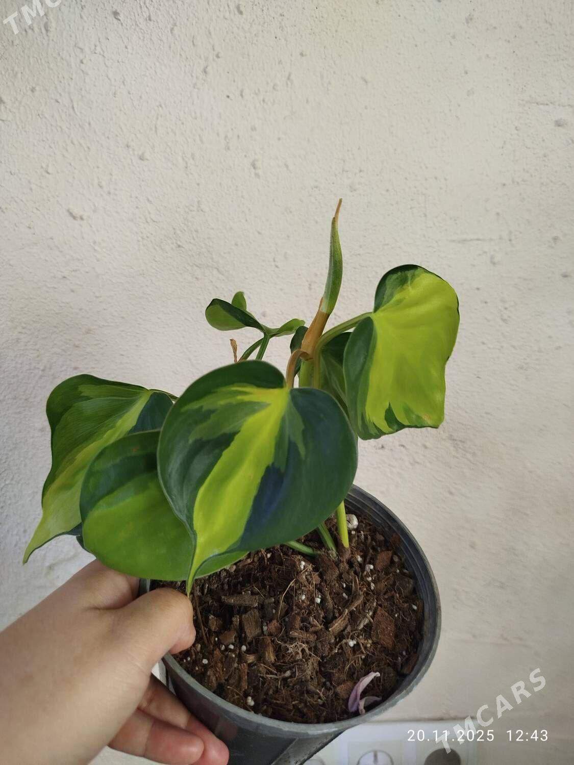 Комнатные растения - Рухабат (90-й разьезд) - img 5