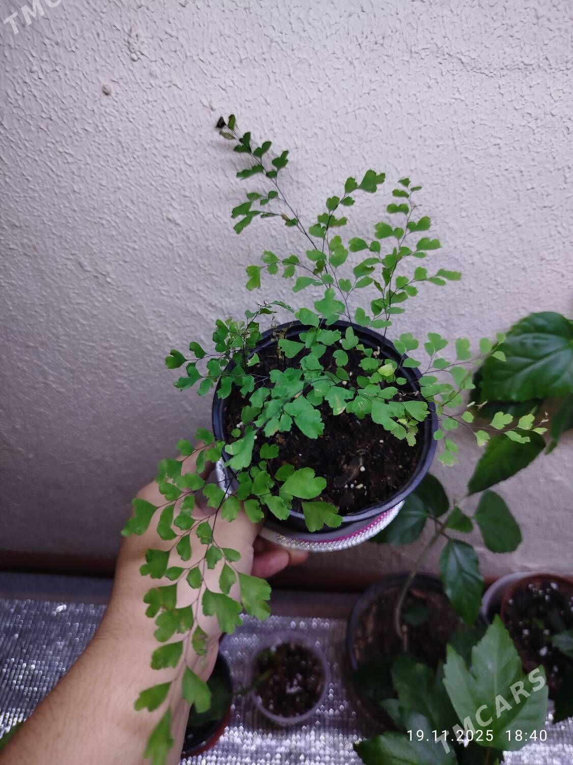 Комнатные растения - Рухабат (90-й разьезд) - img 3