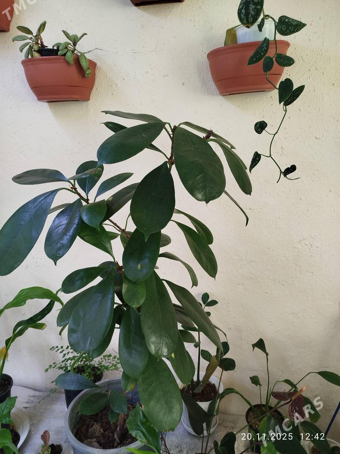 Комнатные растения - Рухабат (90-й разьезд) - img 6