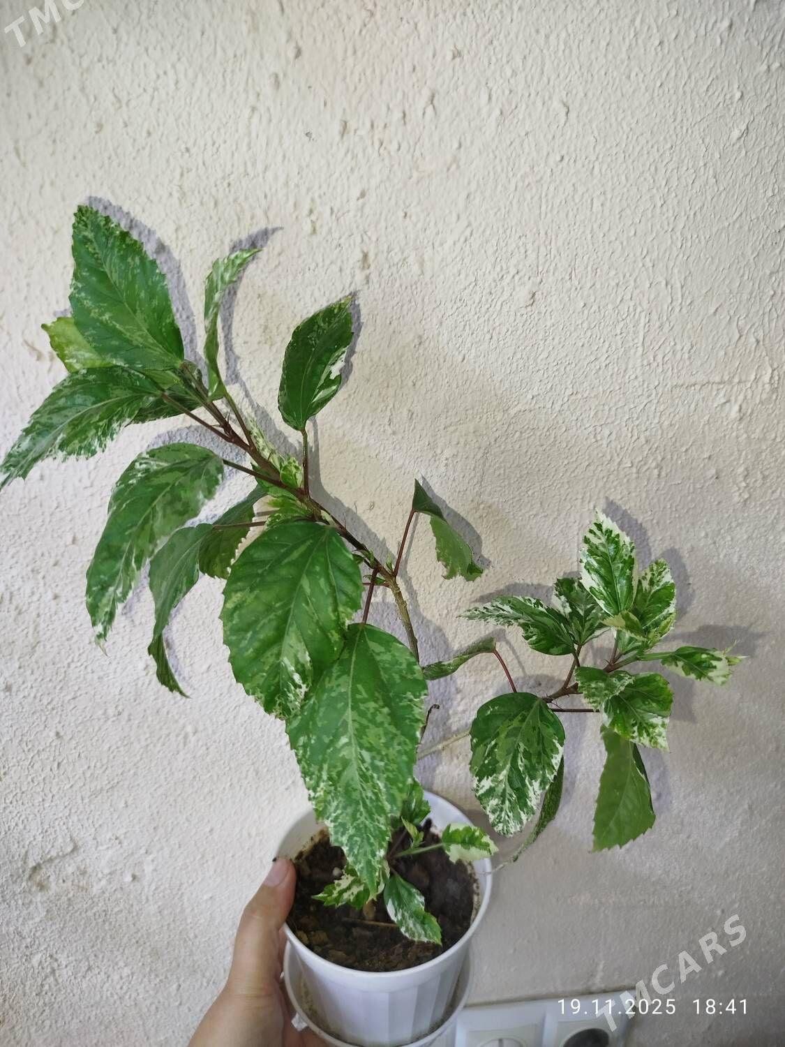 Комнатные растения - Рухабат (90-й разьезд) - img 4