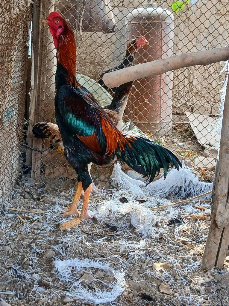 karey horaz - Керки - img 1