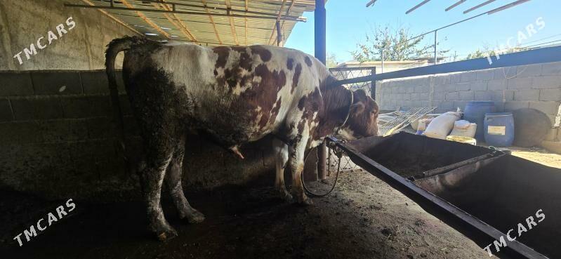 semental okuz - Aşgabat - img 6