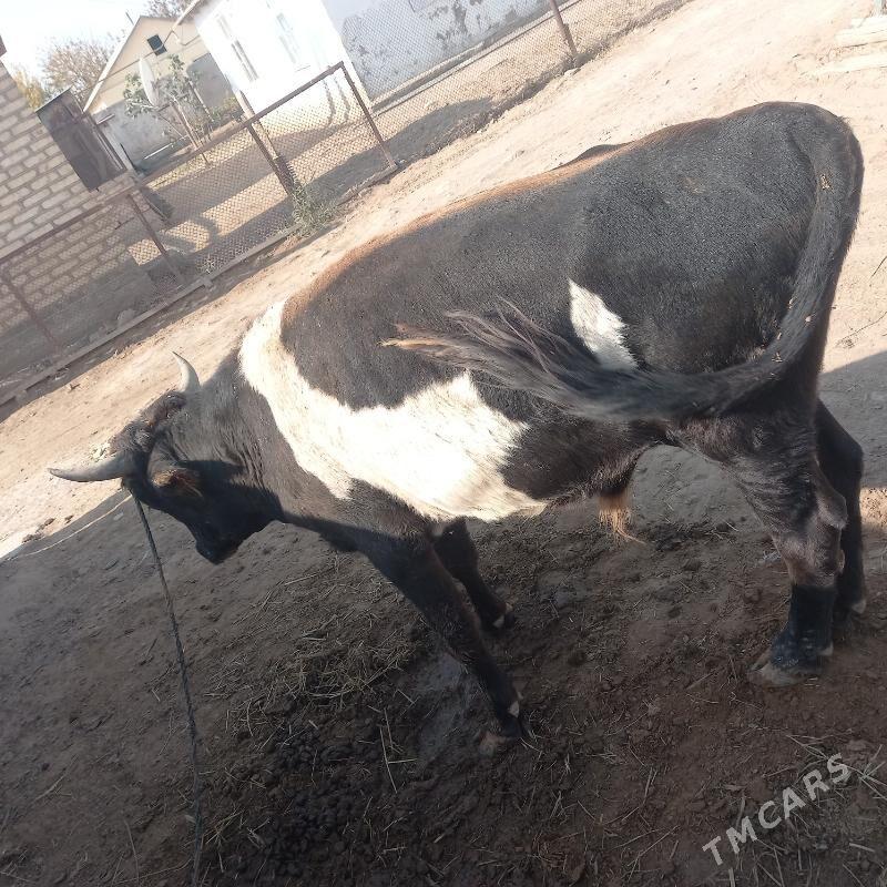 òkùz - Бабадайхан - img 2