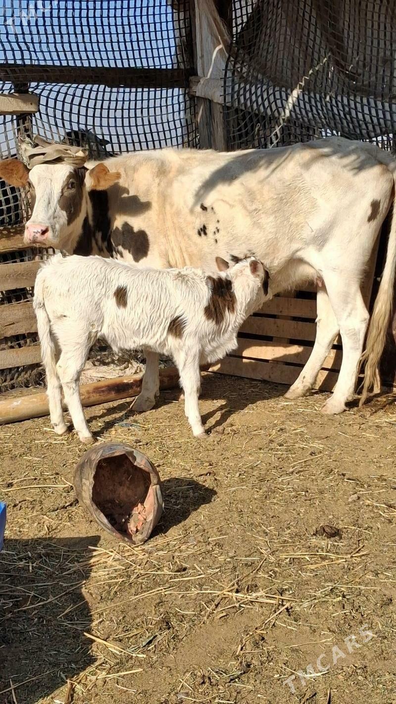 gibrit göleli sygyr - Джебел - img 1