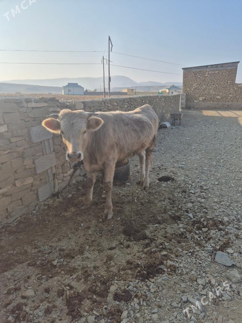 Öküz - Чоганлы - img 5