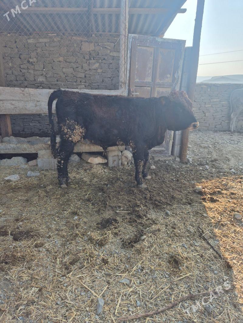 Öküz - Чоганлы - img 2