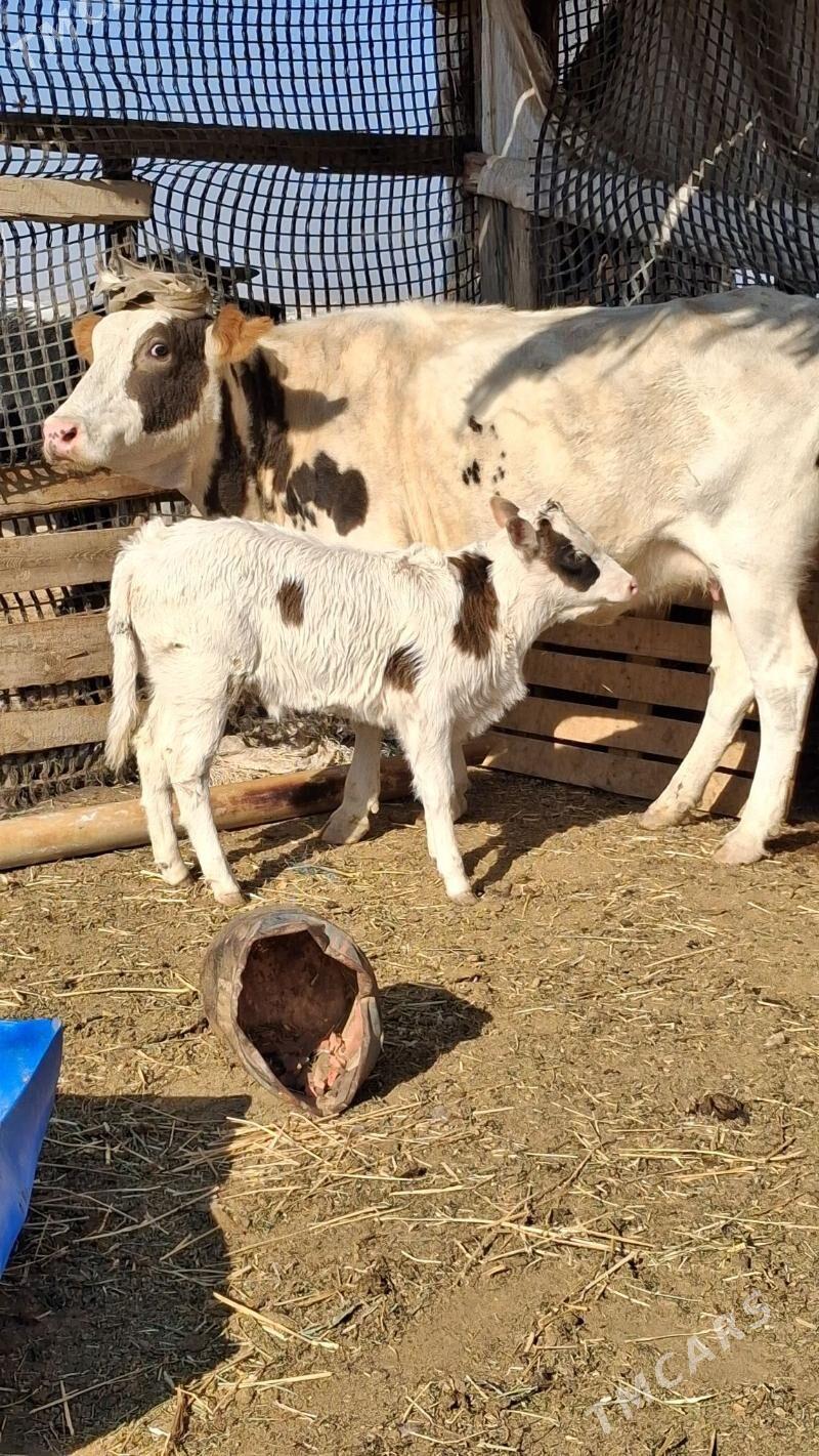 gibrit  göleli sygyr - Джебел - img 5