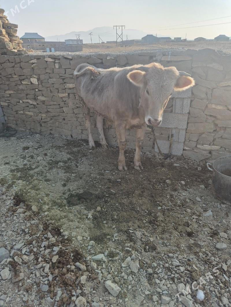 Öküz - Чоганлы - img 4