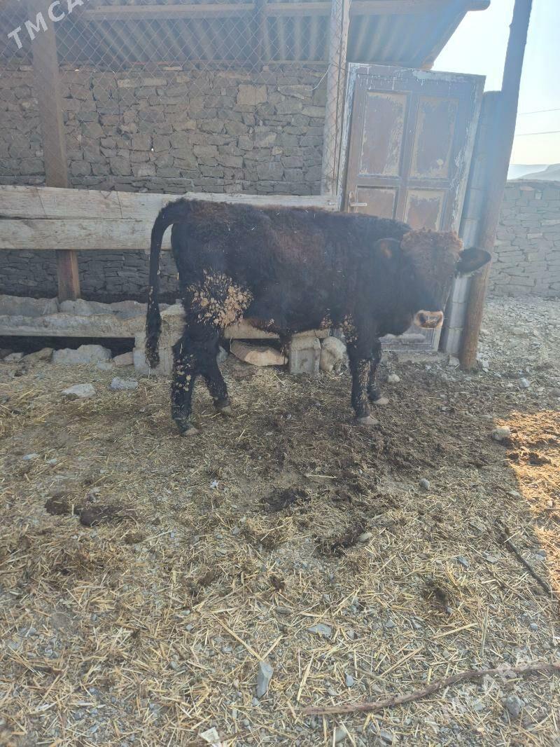 Öküz - Чоганлы - img 3