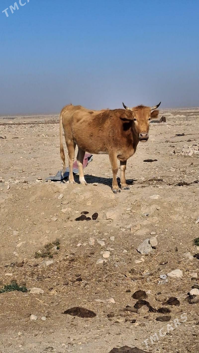 gysyr sygyr - Джебел - img 2