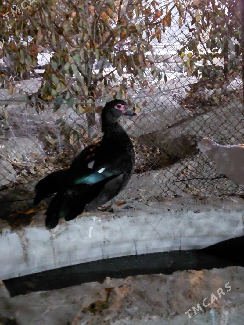 indautga - Гёкдепе - img 2