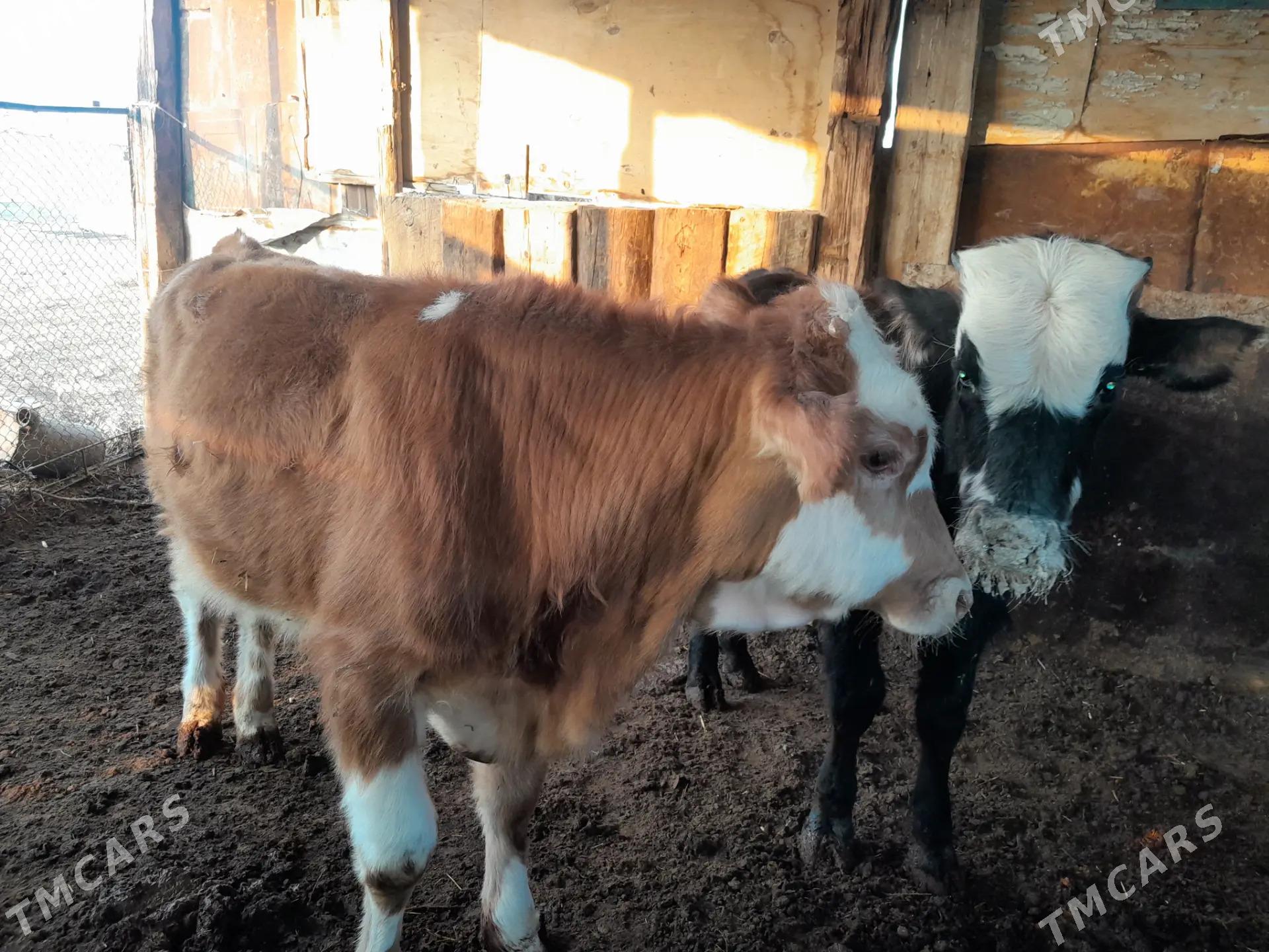 ökiz - Берекет - img 2