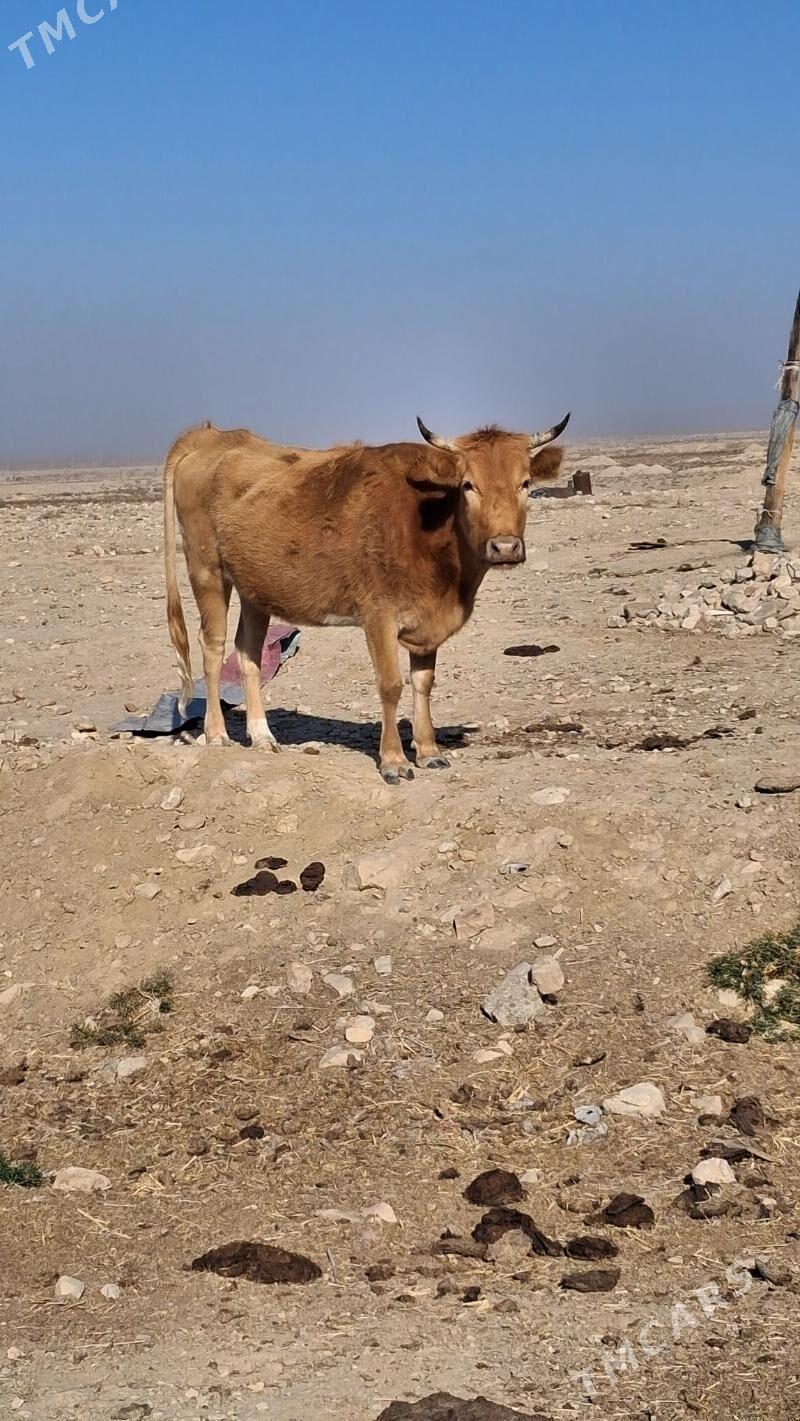 gysyr sygyr - Джебел - img 3