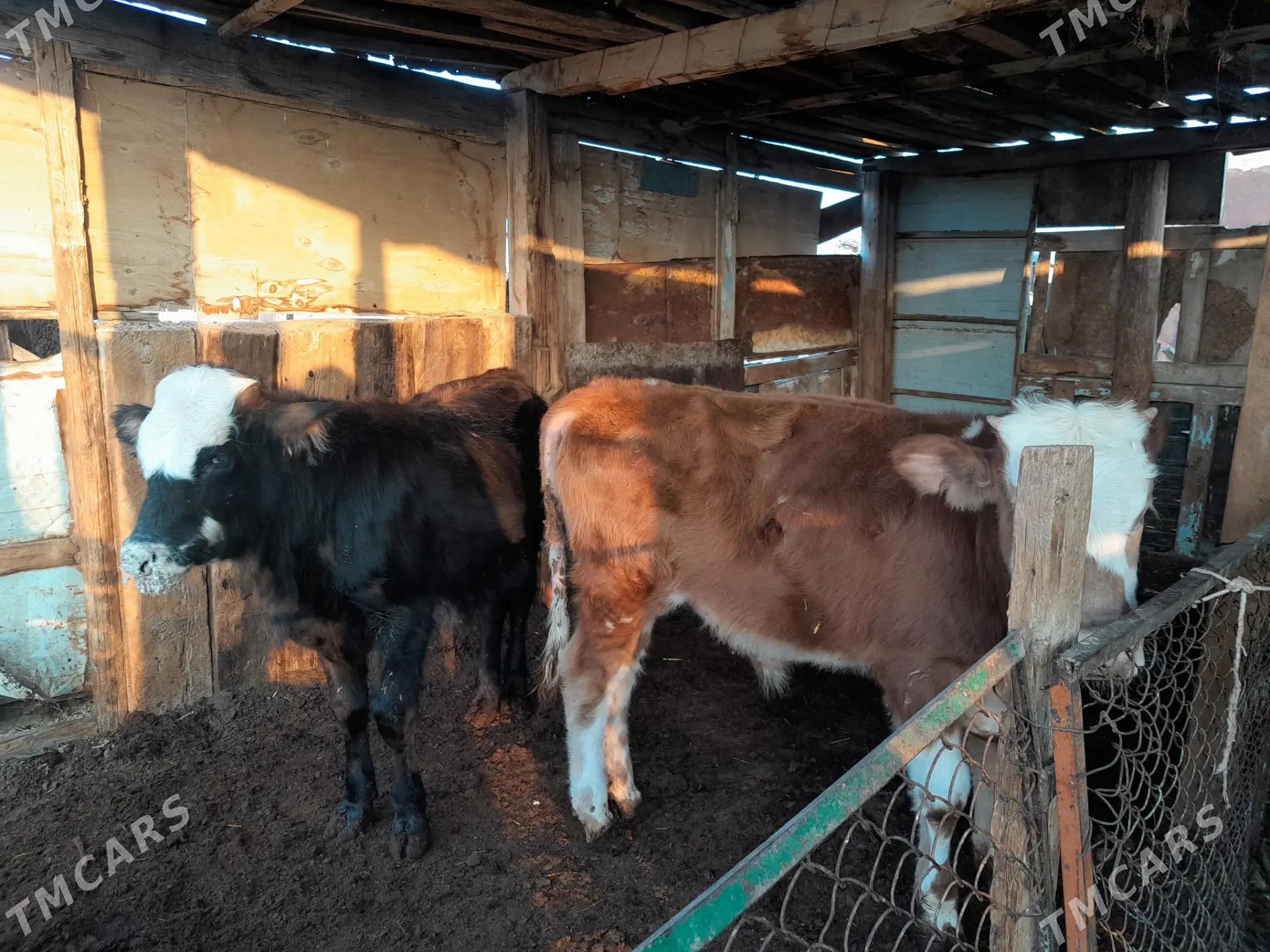 ökiz - Берекет - img 5