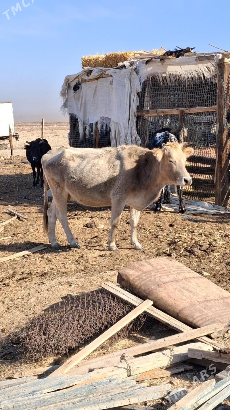 gysyr - Jebel - img 2