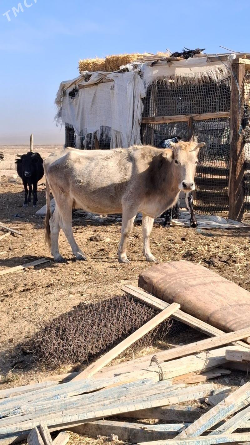 gysyr - Jebel - img 3