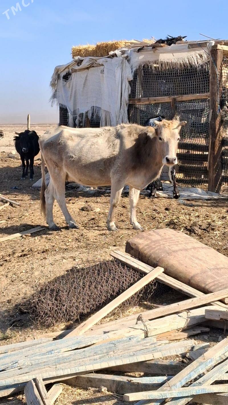 gysyr - Jebel - img 1