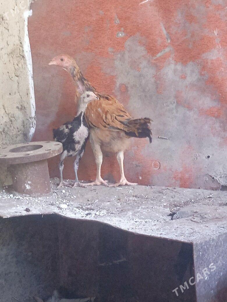 taşgent. jüje - Ýaşlyk - img 4