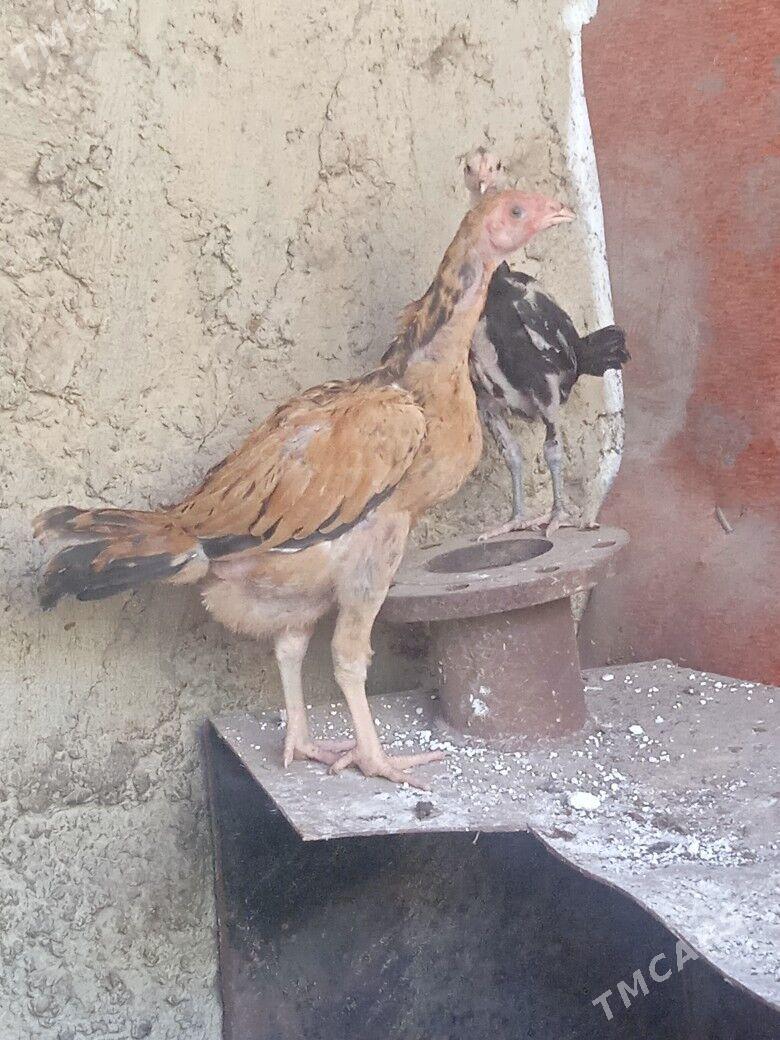 taşgent. jüje - Ýaşlyk - img 2