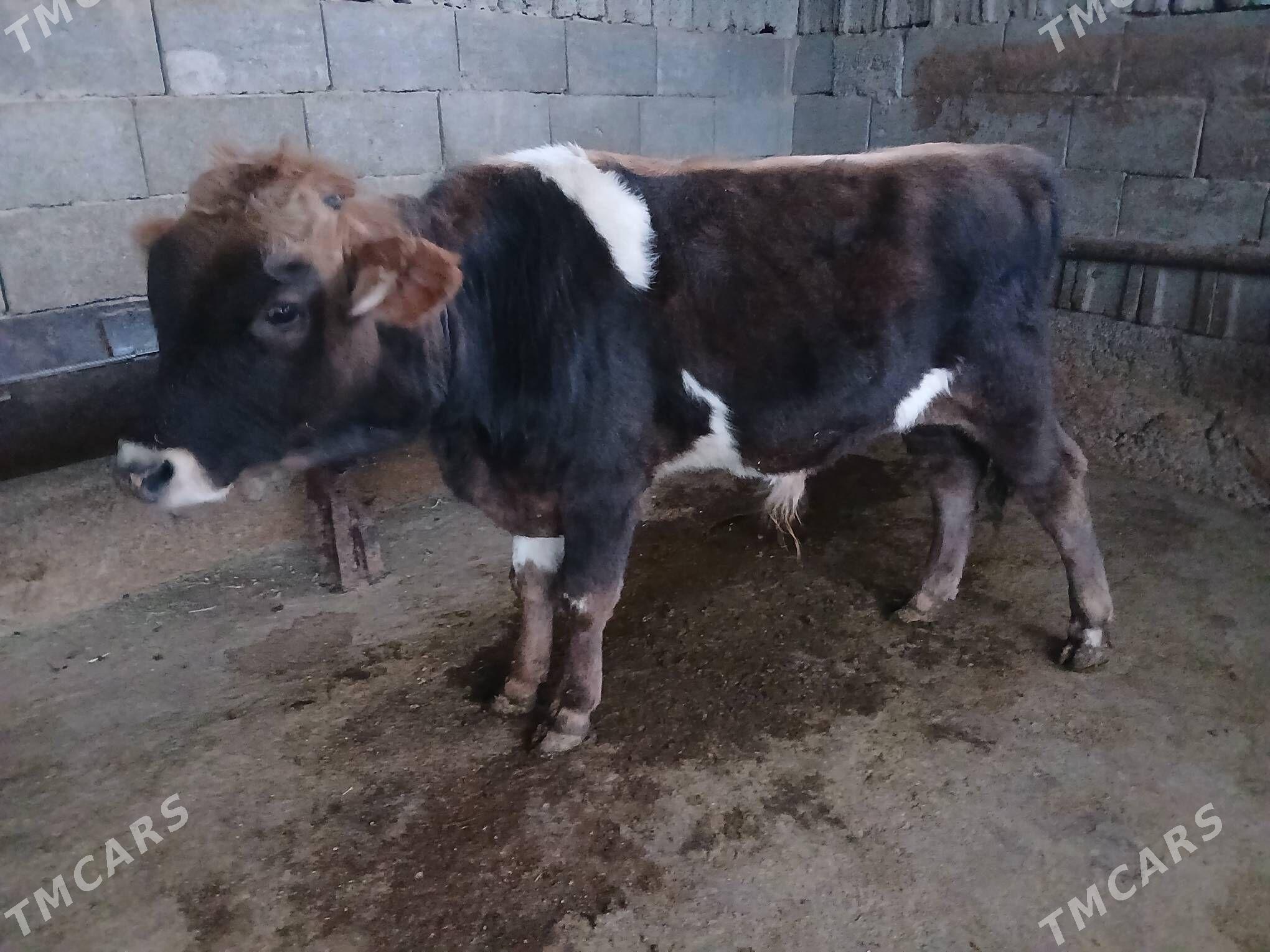 okuz - Ашхабад - img 2