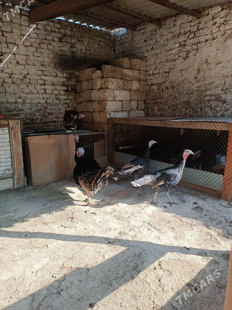 indiuk - Бахарден - img 2