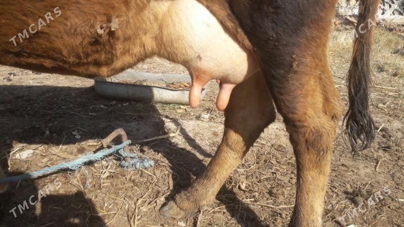 Saglyk sygyr - Чарджоу - img 4