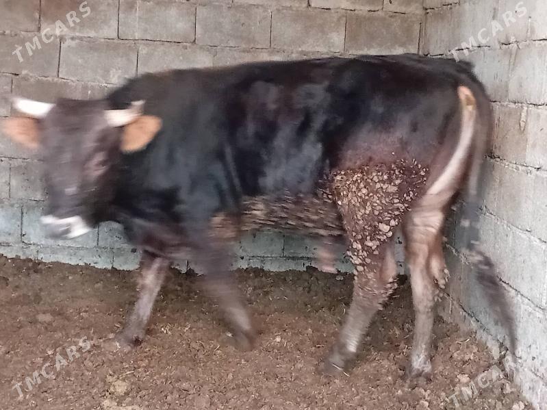 okuz - Gökdepe - img 2