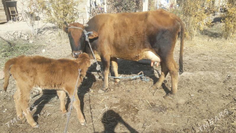 Saglyk sygyr - Чарджоу - img 2