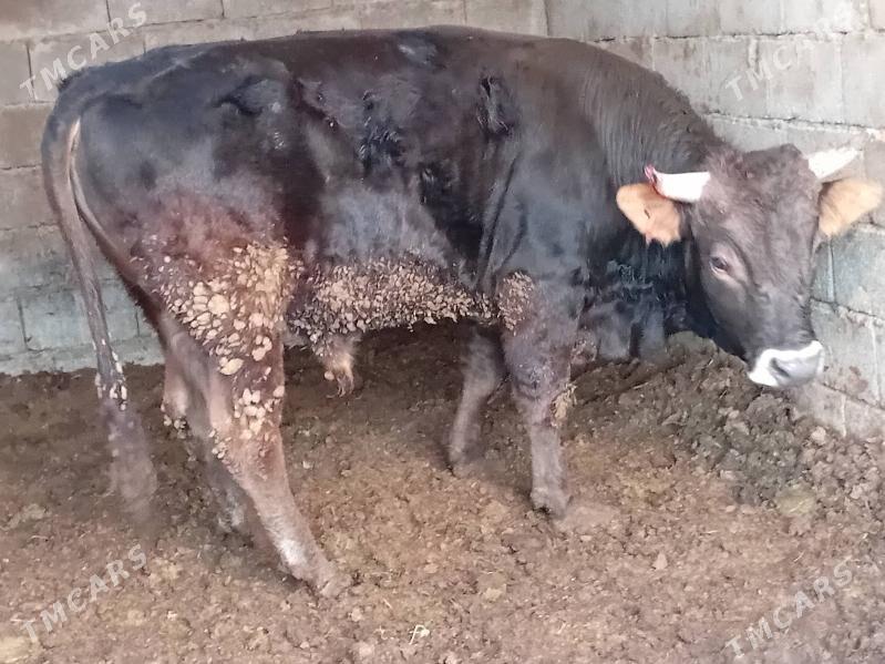 okuz - Gökdepe - img 3