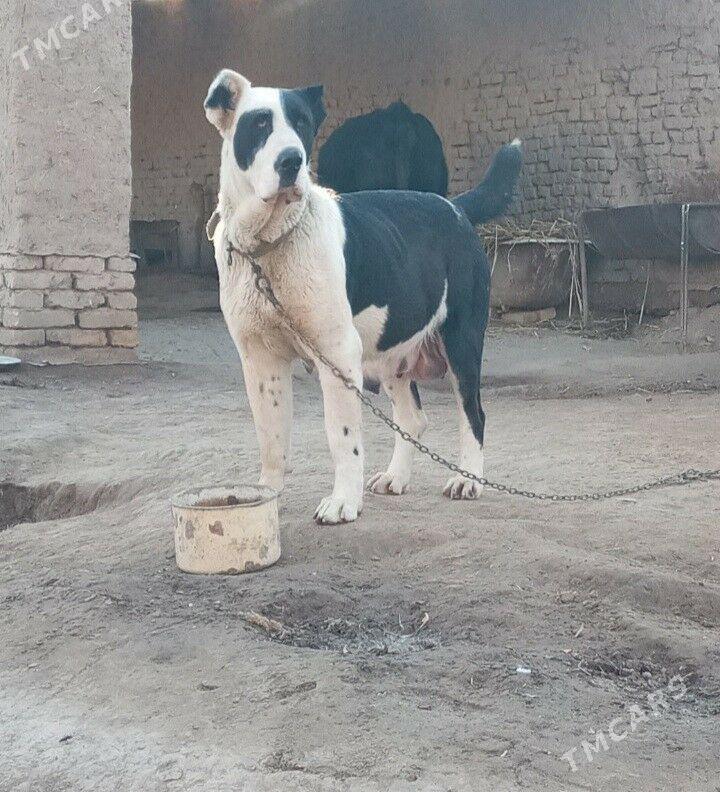 Turkmen Alabay gujukler - Daşoguz - img 8