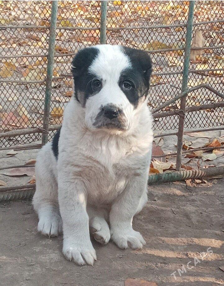 Turkmen Alabay gujukler - Daşoguz - img 3