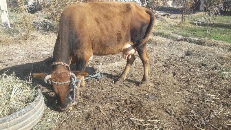 Saglyk sygyr - Чарджоу - img 7