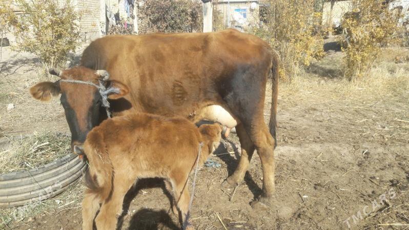 Saglyk sygyr - Чарджоу - img 3