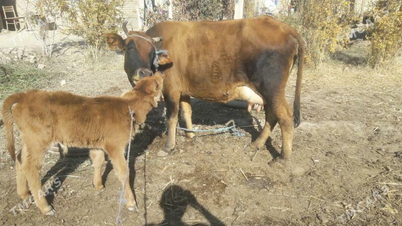 Saglyk sygyr - Чарджоу - img 9