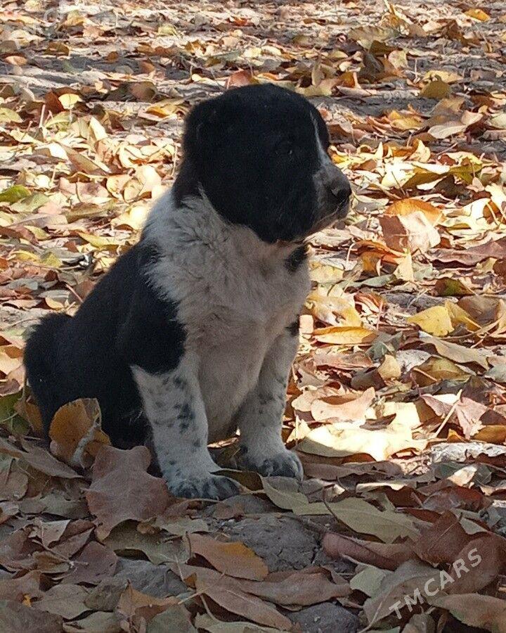 Turkmen Alabay gujukler - Daşoguz - img 2