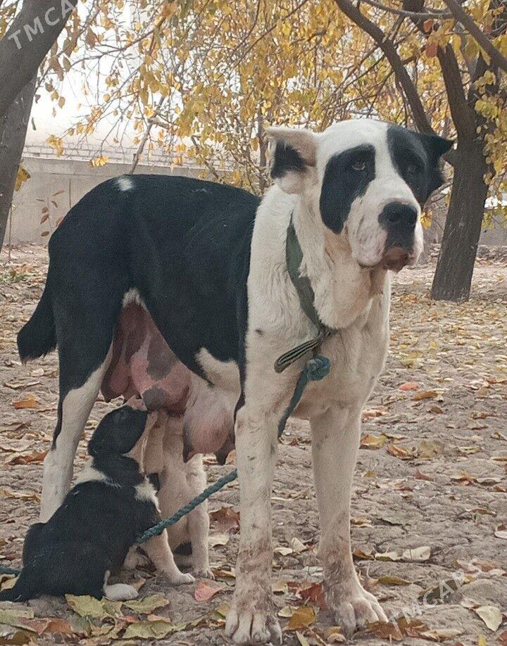 Turkmen Alabay gujukler - Daşoguz - img 4