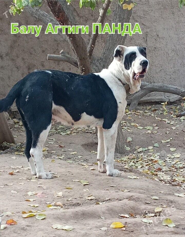 Turkmen Alabay gujukler - Daşoguz - img 6