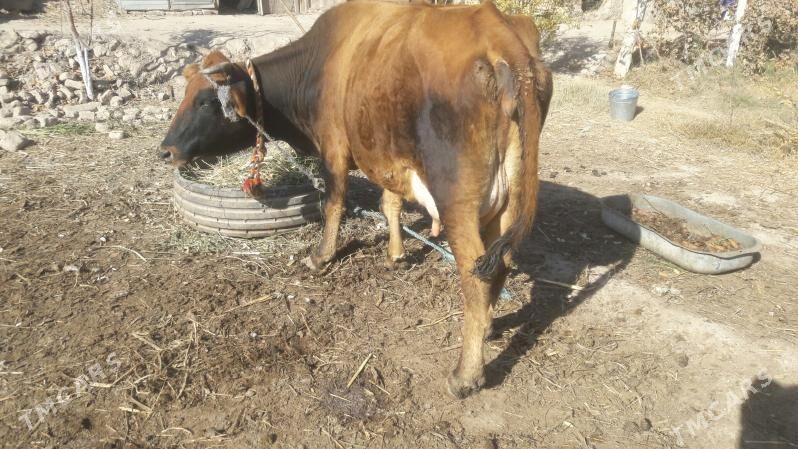 Saglyk sygyr - Чарджоу - img 5