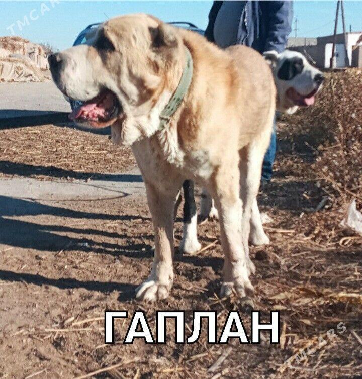 Turkmen Alabay gujukler - Daşoguz - img 7