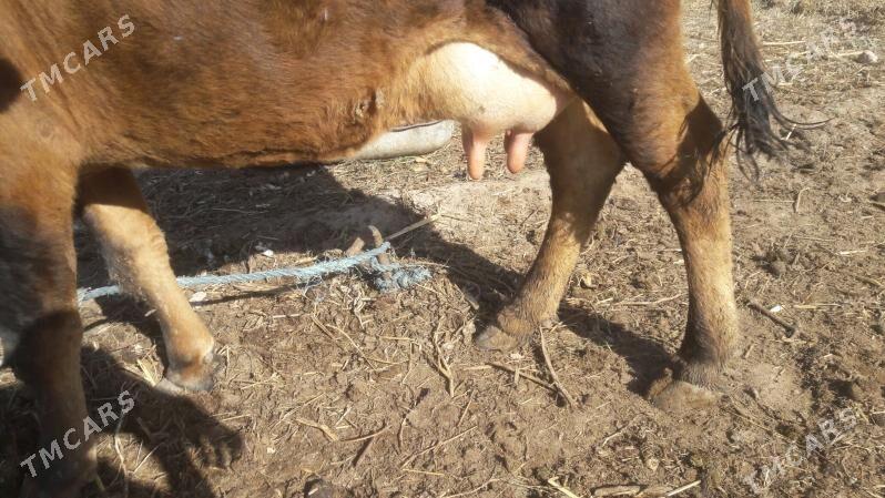 Saglyk sygyr - Чарджоу - img 6