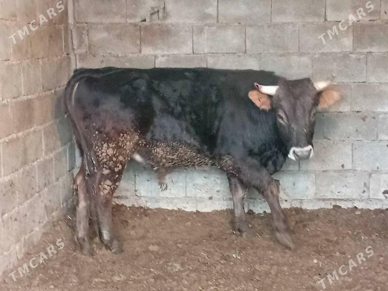 okuz - Gökdepe - img 4