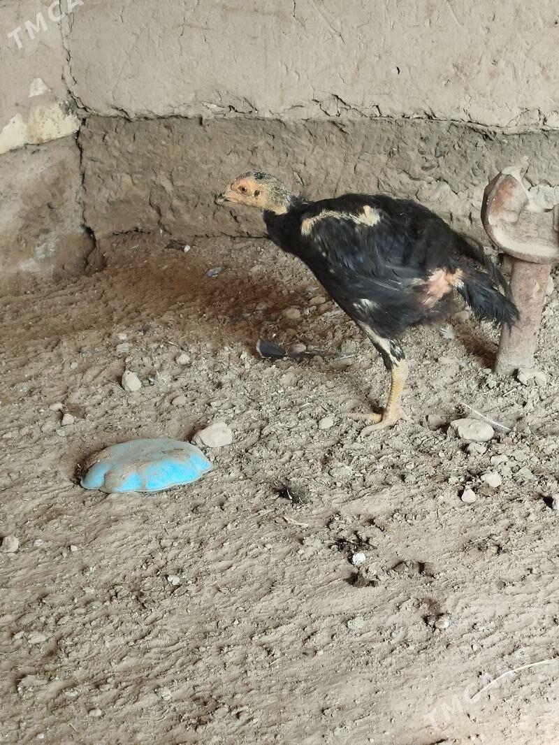 baysy - Мары - img 1