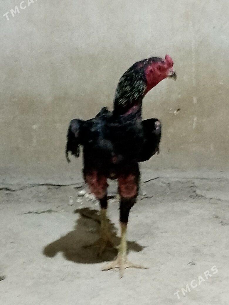 Brazil - Ходжамбаз - img 8