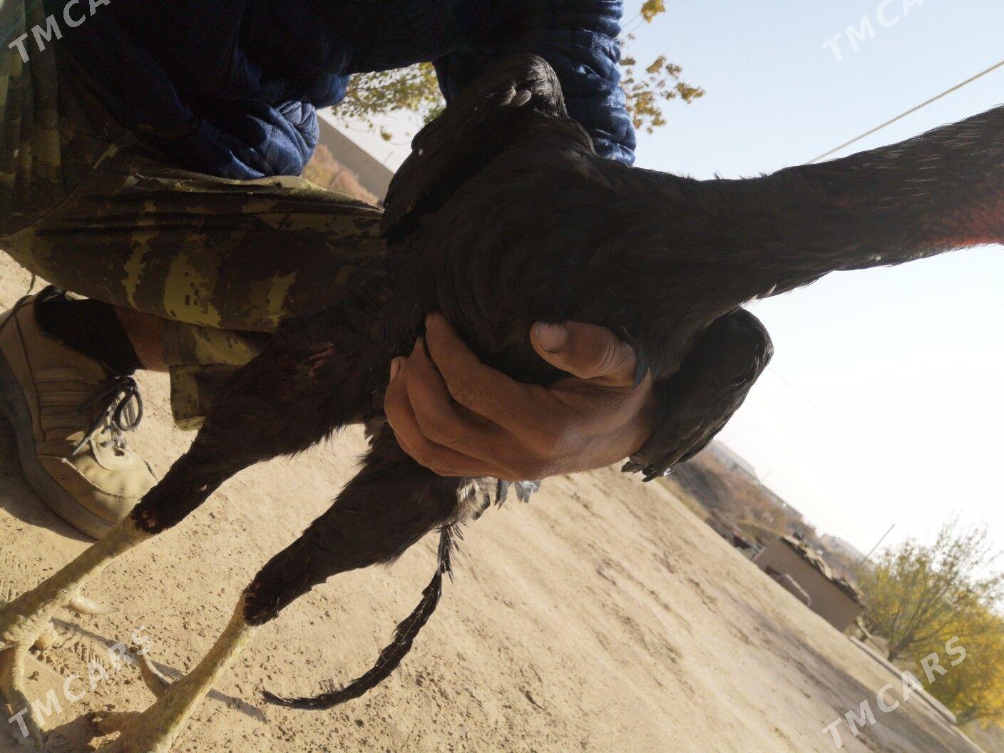 Brazil - Ходжамбаз - img 5