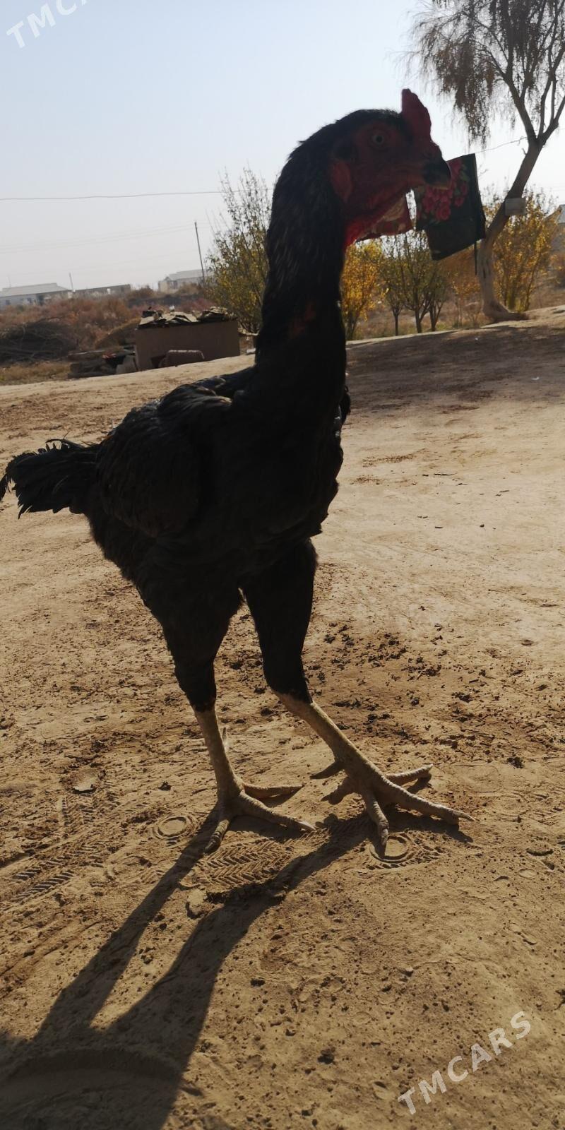 Brazil - Ходжамбаз - img 6