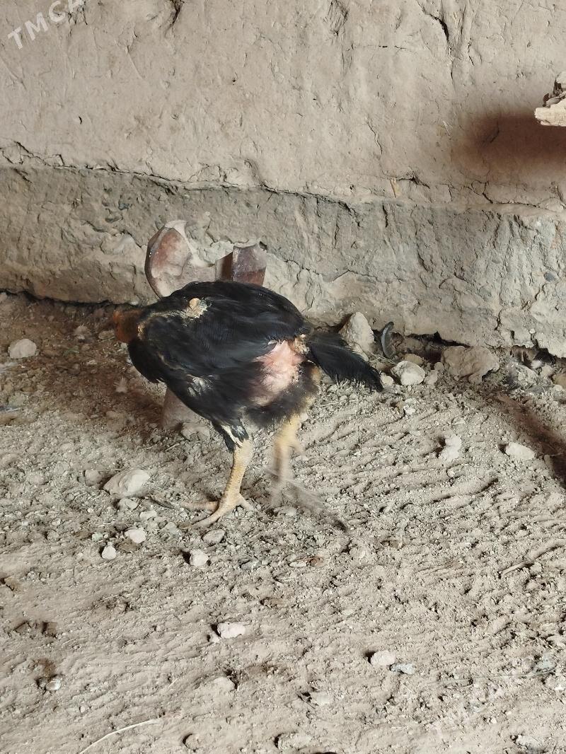 baysy - Мары - img 3