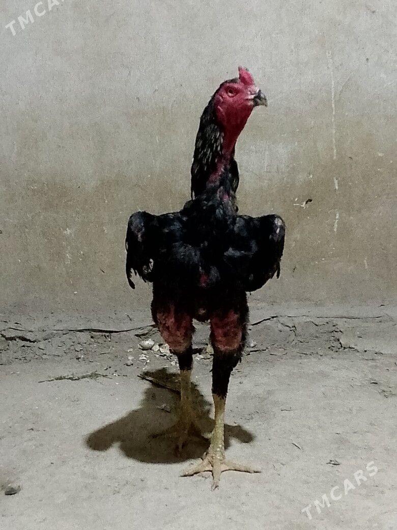 Brazil - Ходжамбаз - img 7