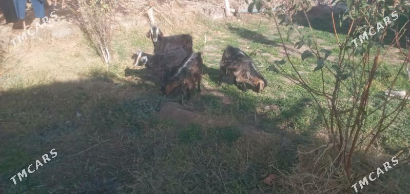 Owlaklar - Чарджоу - img 6