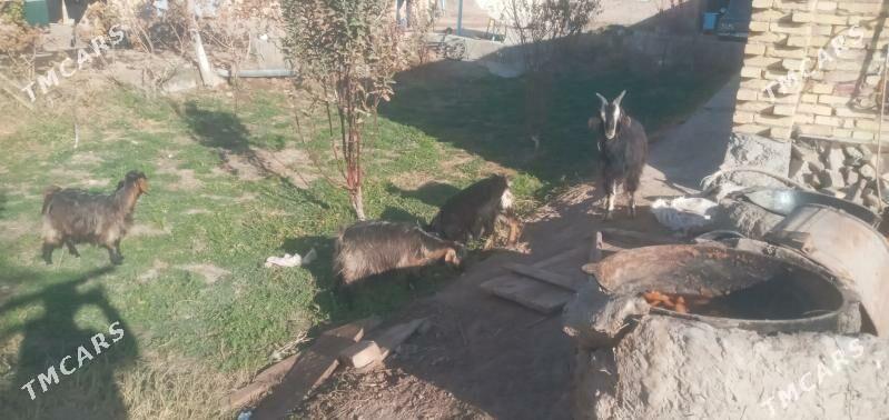 Owlaklar - Чарджоу - img 9