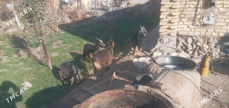 Owlaklar - Чарджоу - img 5